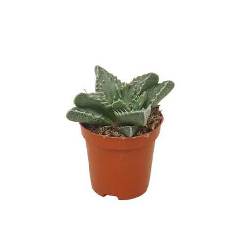 Faucaria tuberculosa