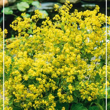 Alchemilla mollis 'Auslese'