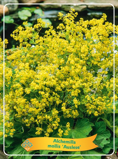 Alchemilla mollis 'Auslese'