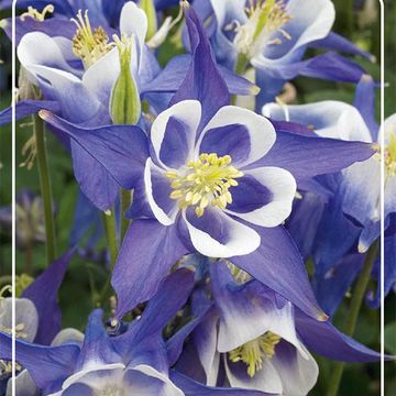 Aquilegia 'Spring Magic Navy and White'