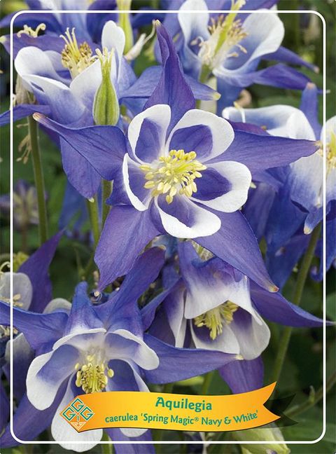 Aquilegia 'Spring Magic Navy and White'