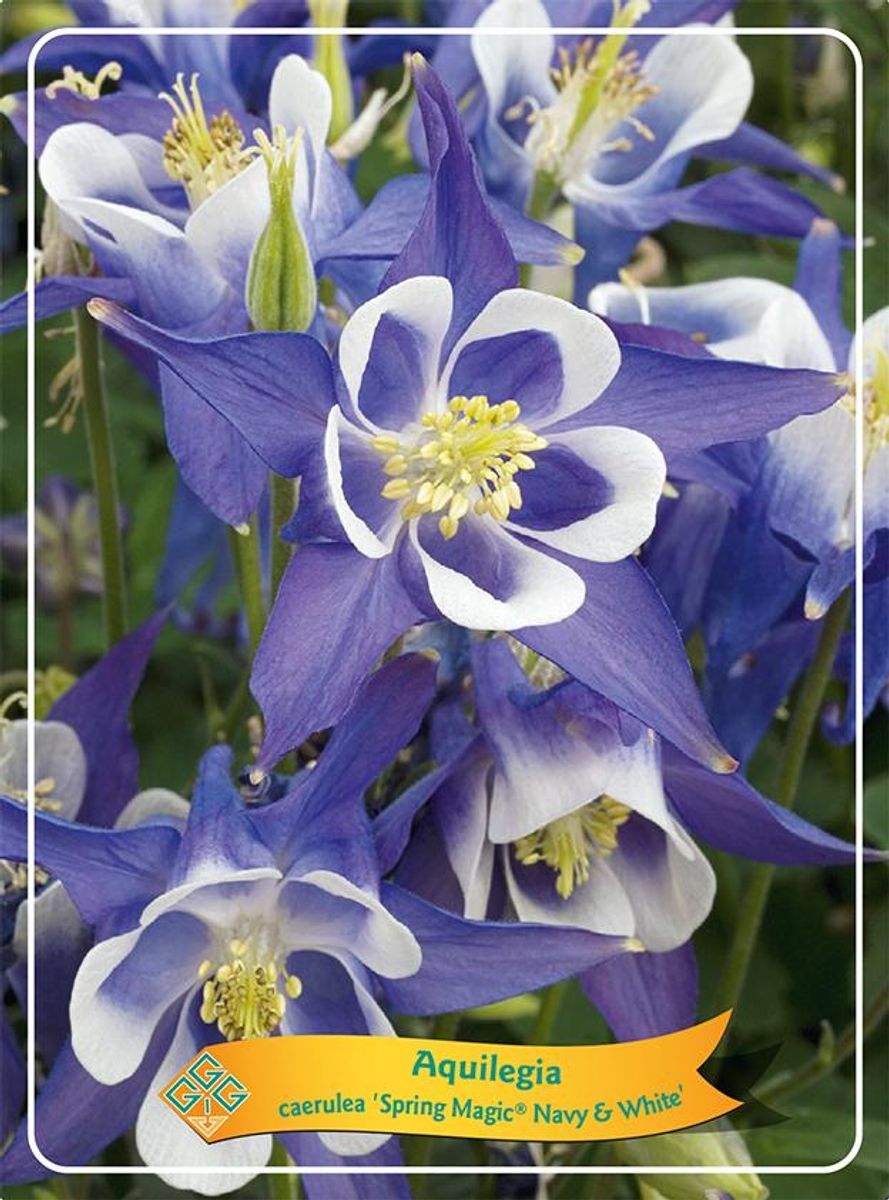 Aquilegia 'Spring Magic Navy and White' — Plant Wholesale FlorAccess
