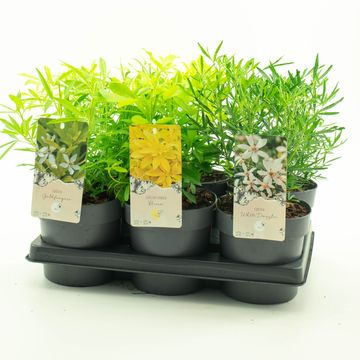 Choisya ternata MIX