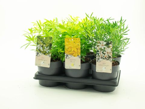 Choisya ternata MIX