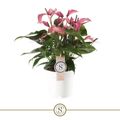 Anthurium ZIZOU