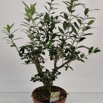 Olea europaea