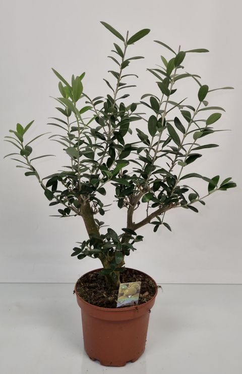 Olea europaea