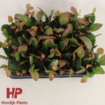 Rhipsalis pachyptera rubra