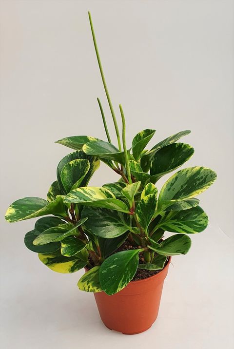 Peperomia obtusifolia 'Green Gold'