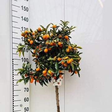 Citrus japonica 'Nagami'