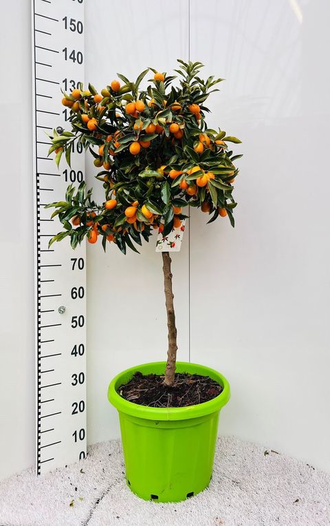 Citrus japonica 'Nagami'