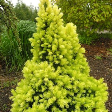 Picea glauca 'Rainbow's End'