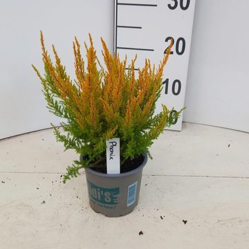 Erica gracilis HEIDI'S PHÖNIX