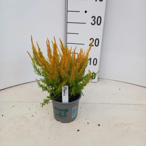 Erica gracilis HEIDI'S PHÖNIX