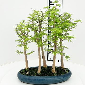 Pseudolarix amabilis