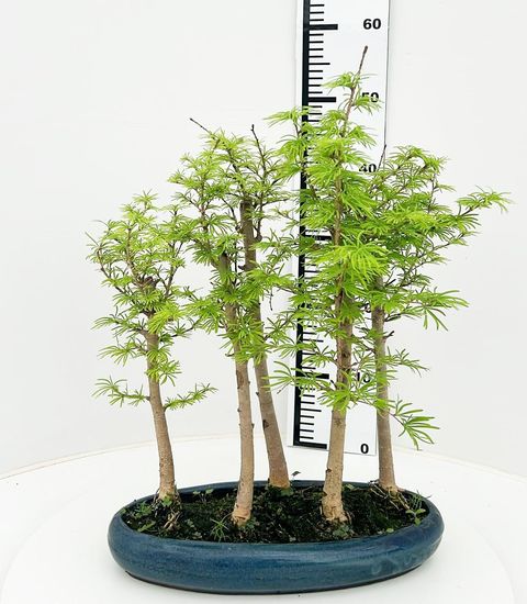 Pseudolarix amabilis