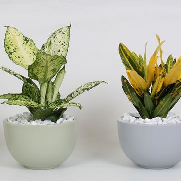 Arrangement Houseplants