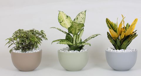 Düzenlemeler Houseplants