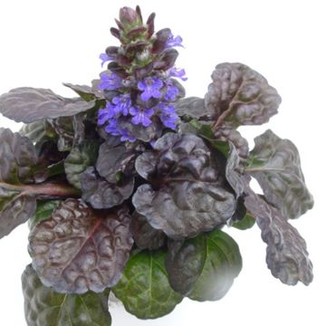 Ajuga reptans MIX