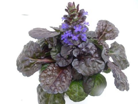 Ajuga reptans MIX