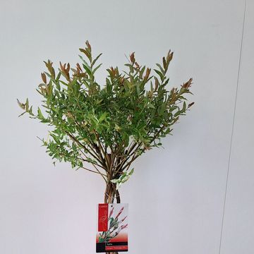 Salix integra 'Flamingo'