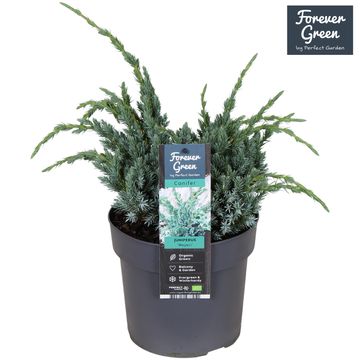 Juniperus squamata 'Meyeri'