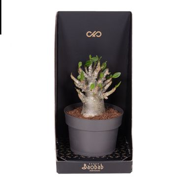 Adenium obesum ANSU BAOBAB