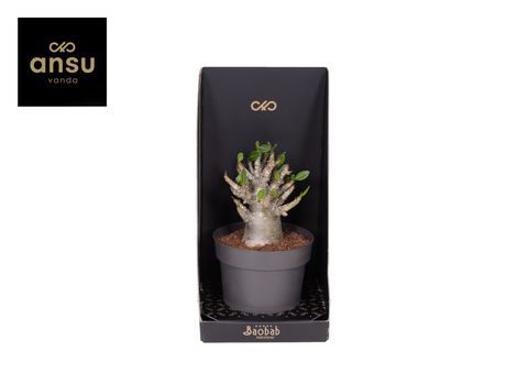 Adenium obesum ANSU BAOBAB