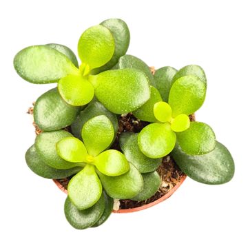 Crassula ovata 'Minor'