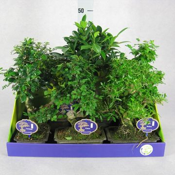 Bonsai MIX