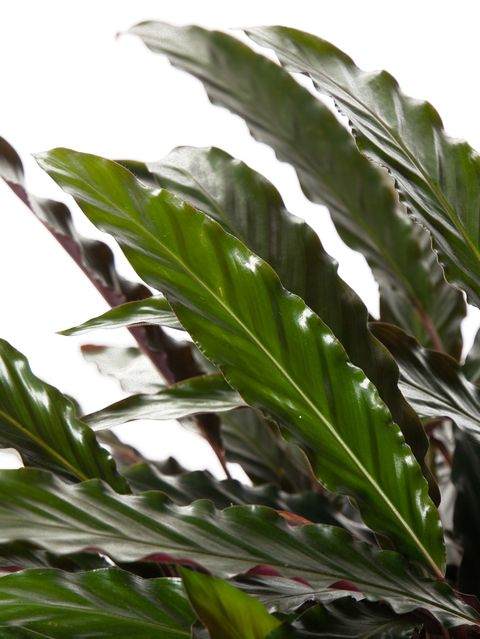 Calathea rufibarba 'Wavestar'