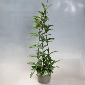 Hoya carnosa 'Silverspots'