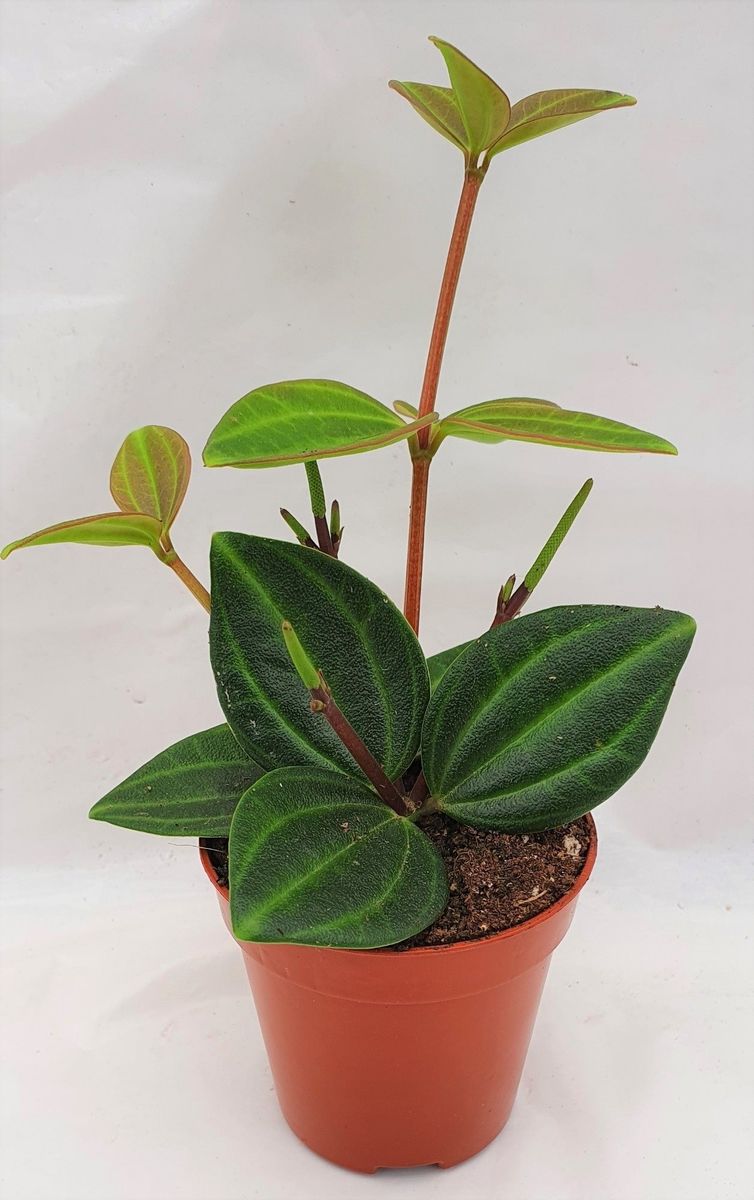 Peperomia Angulata — Plant Wholesale Floraccess