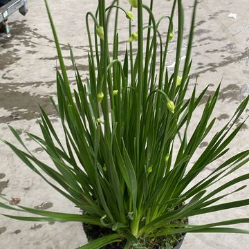 Allium 'Millenium'