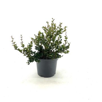 Berberis darwinii