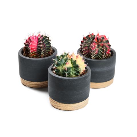 Gymnocalycium mihanovichii