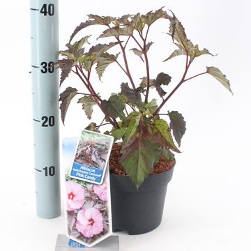 Hibiscus moscheutos CAROUSEL PINK CANDY