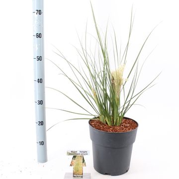 Cortaderia selloana TINY PAMPA