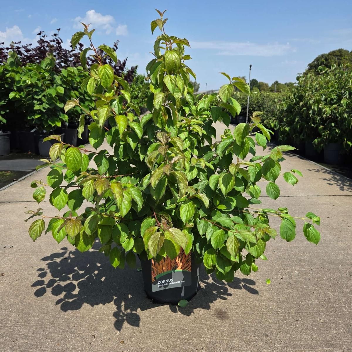 Cornus sanguinea 'Midwinter Fire' — Рослини оптом FlorAccess