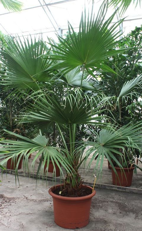 Livistona chinensis