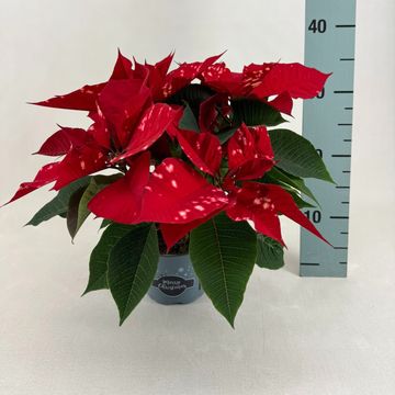 Euphorbia pulcherrima FANTASY STAR RED