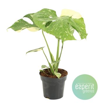 Monstera 'Thai Constellation'