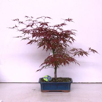 Acer palmatum 'Atropurpureum'