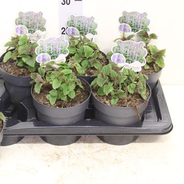 Agastache 'Blue Fortune'