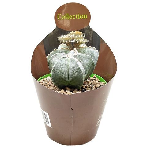 Astrophytum capricorne senile