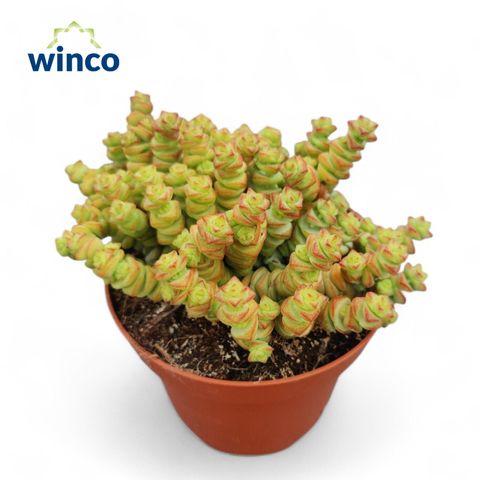 Crassula marnieriana