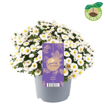 Aster ALPHA WHITE
