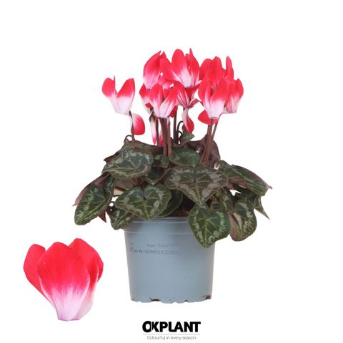 Cyclamen persicum INDIAKA RED