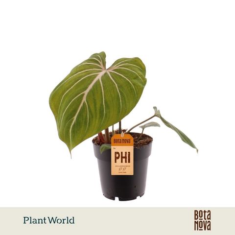Philodendron gloriosum 'Zebra'