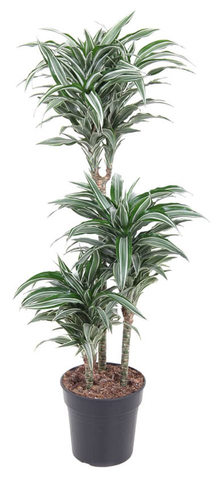 Dracaena fragrans 'Compacta Variegata'